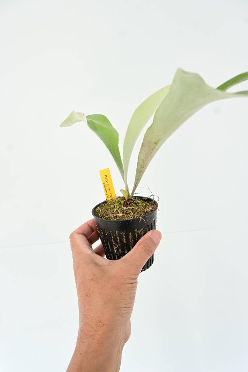 Amazon.co.jp: P.Wolverine(P.veitchii Auburn river × P.willinckii